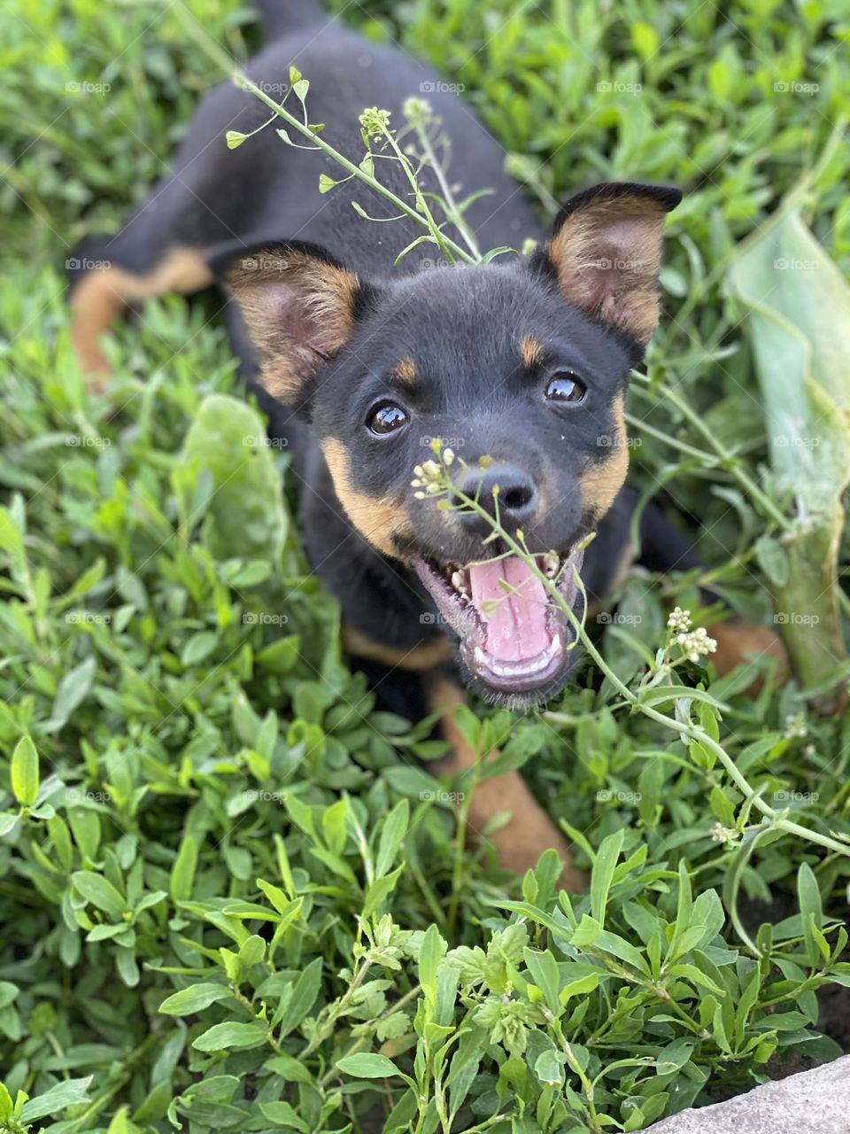 Dog in grass 