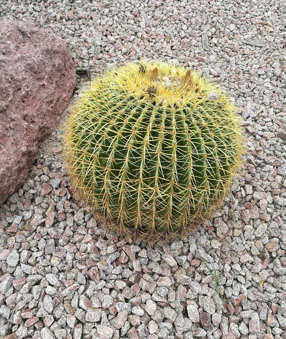 beautiful cactus with small rocks