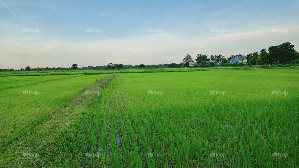 Rice fields
