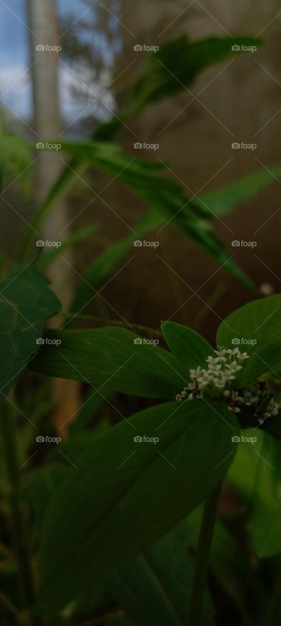 naturelove, drak picture, beautiful, green, Grass, white flowers