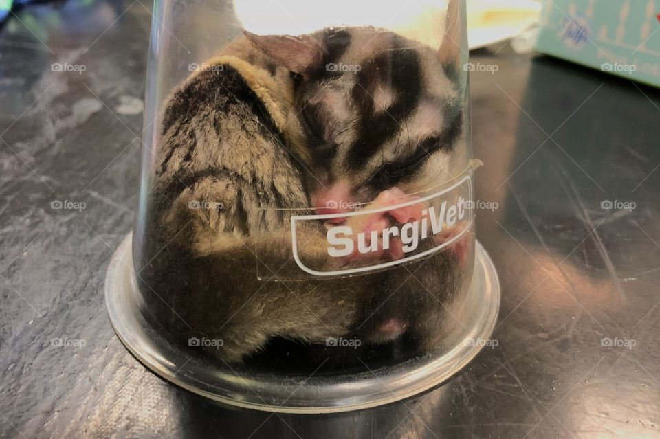 Sugar glider anesthesia. 