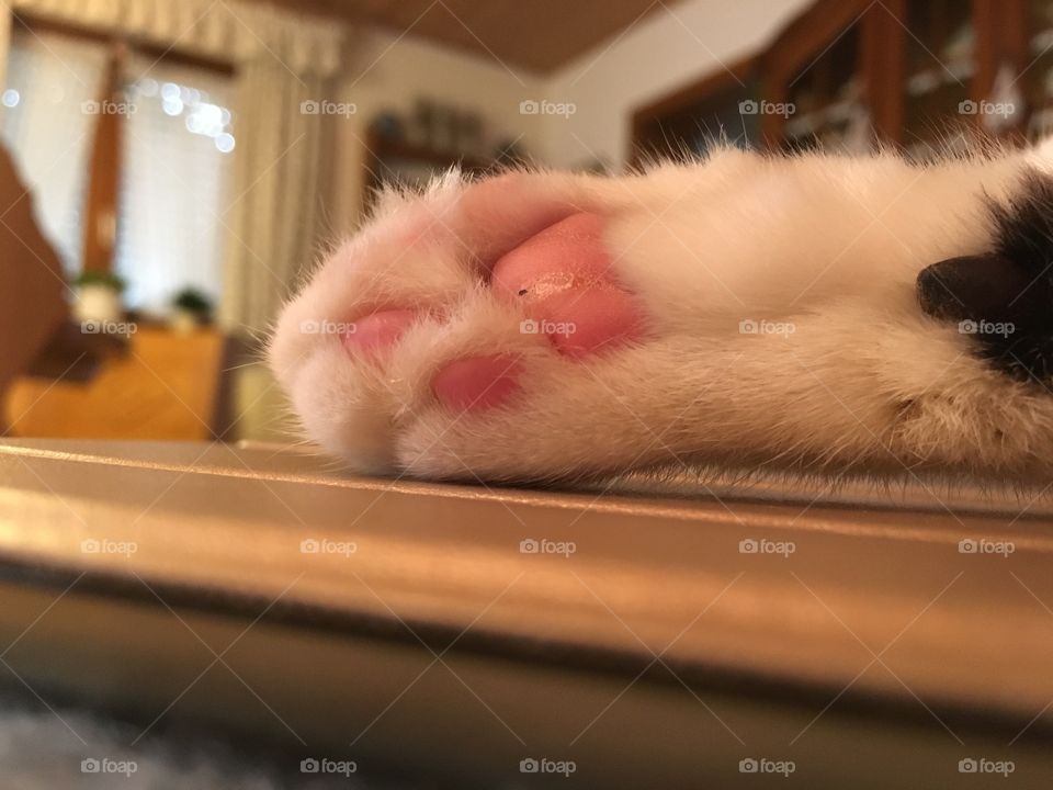 Paw