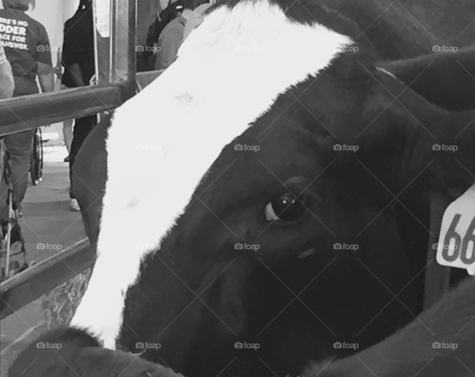 Dairy cattle
NY State Fair 