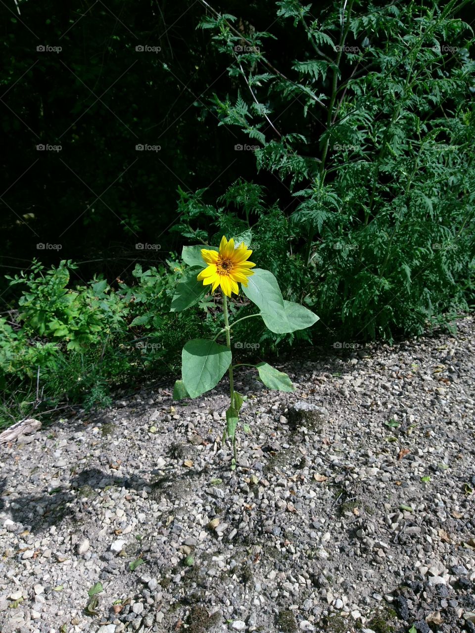 It's the only sunflower on the bike trail