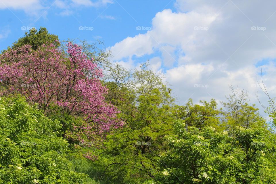 Cercis siliquastrum  is a tree with pink flowers in a lush spring environment . Springtime