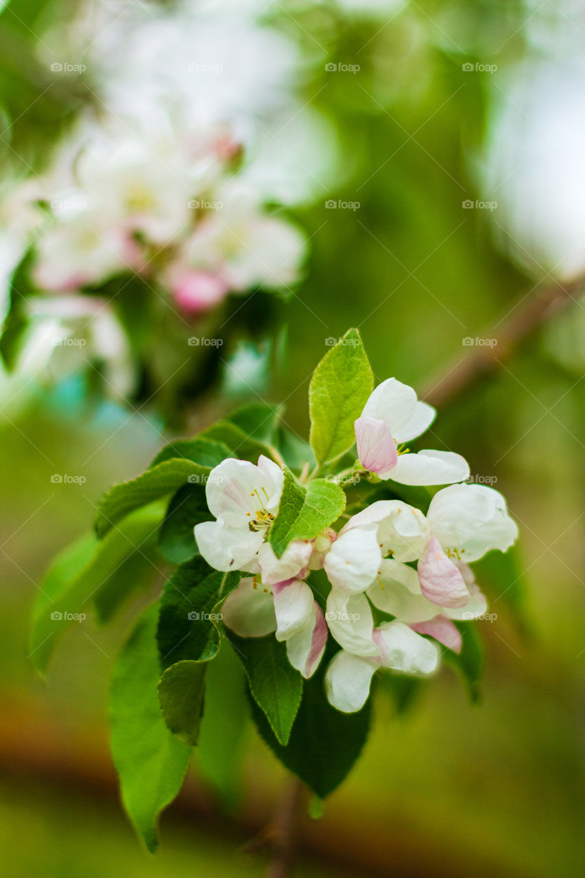 Blossom apple tree