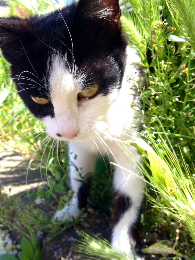 Pussy cat