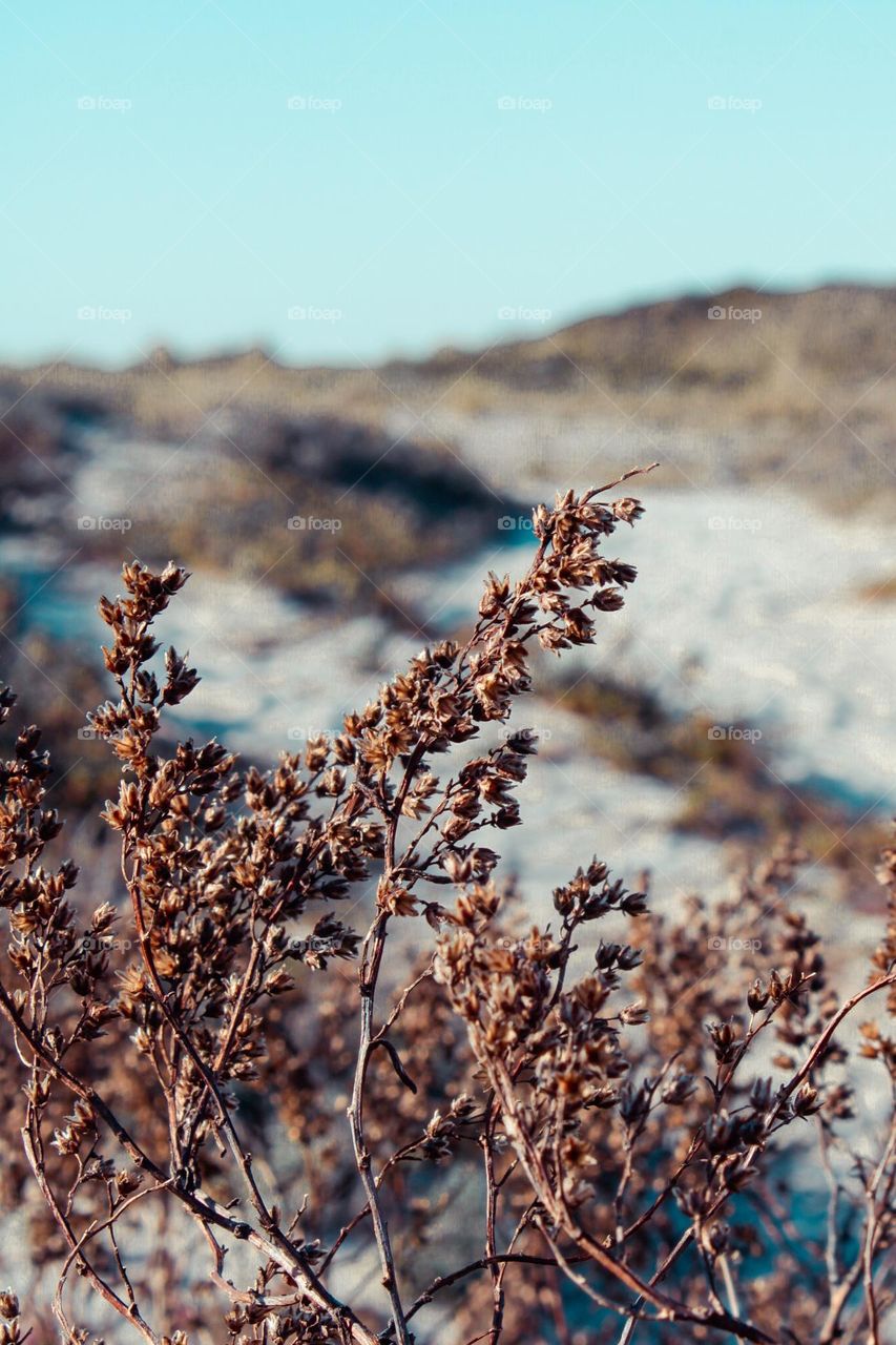 beach dunas