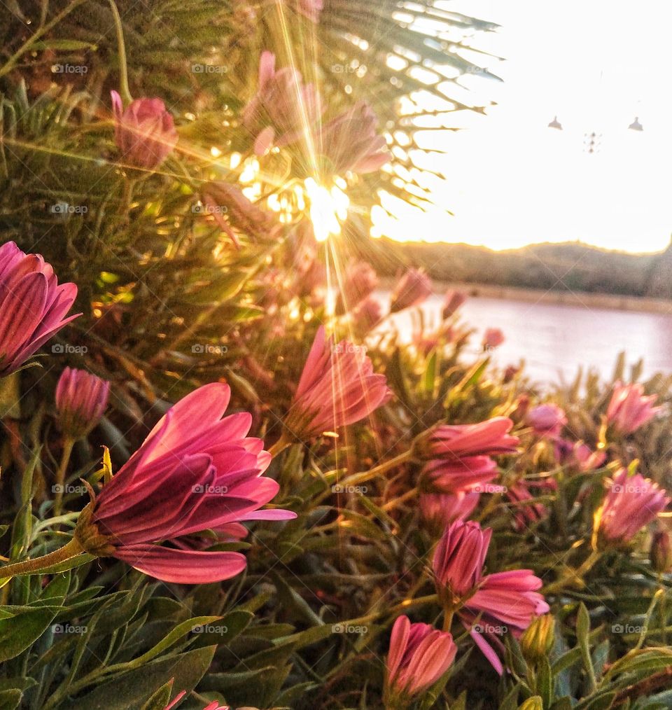 Flowers in Spring