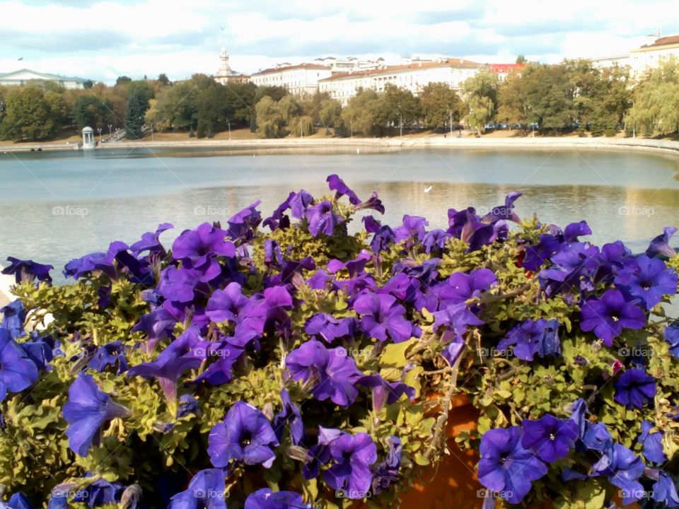 Flower, No Person, Nature, Outdoors, Water