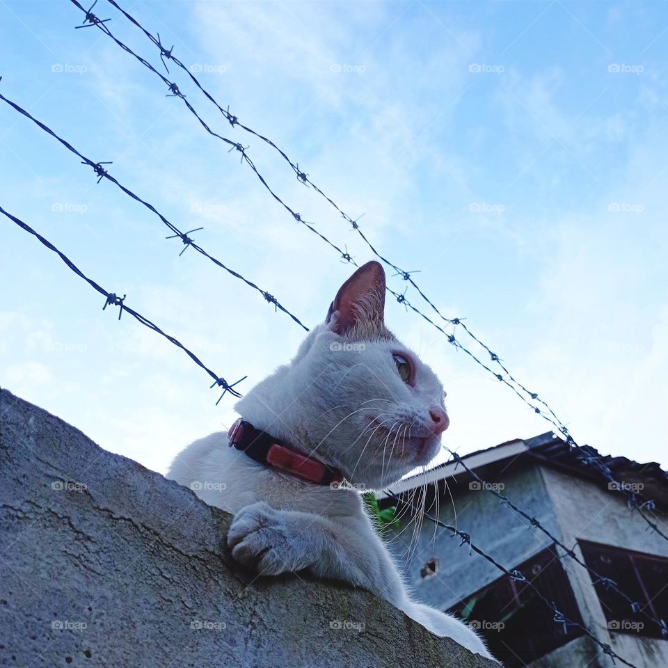 Cat on concrete wall