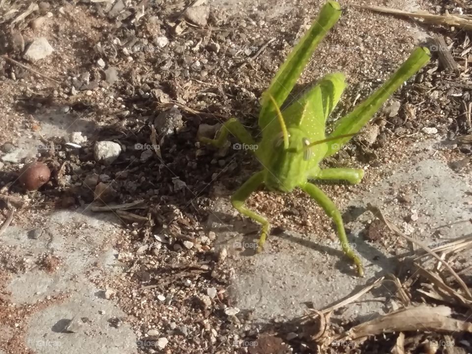 Grasshopper