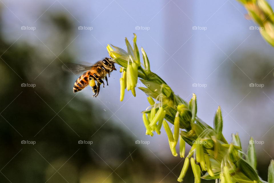 I want to fly without limits.