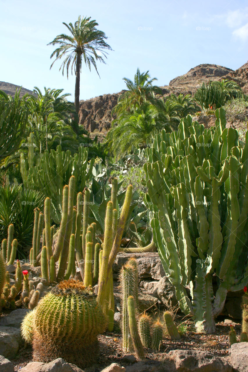 Cactus, Desert, Flora, Nature, Succulent