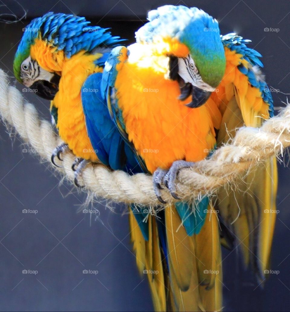 Parrot brothers