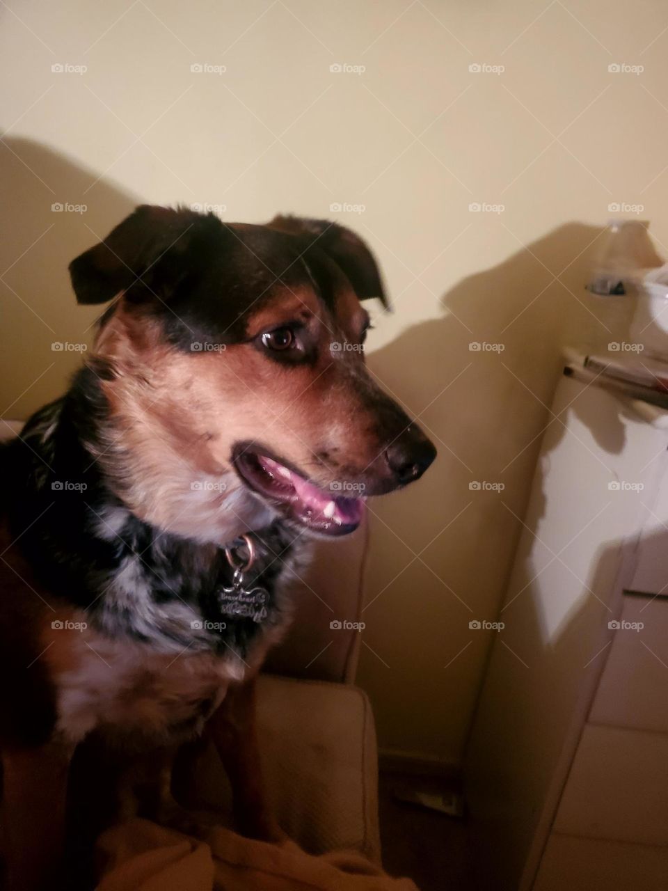 Handsome boy Texas Heeler dog looking distinguished and grown up! 🐕  🐶 ❤️