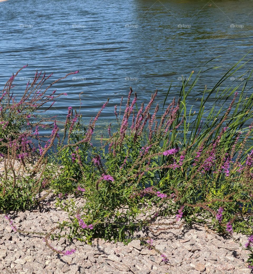 Purple plants by the water