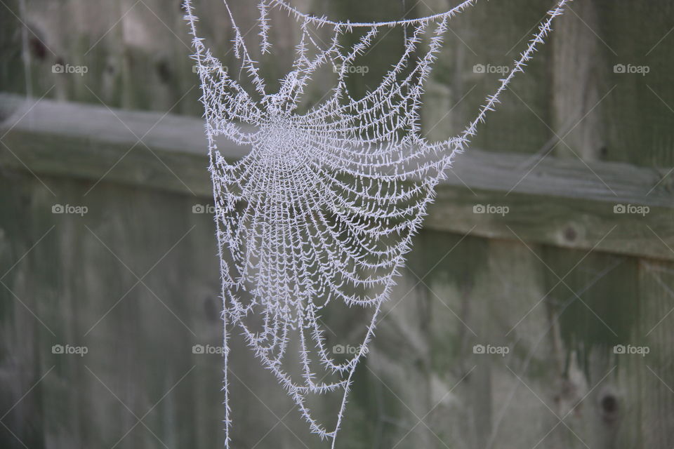 Spider web in frost