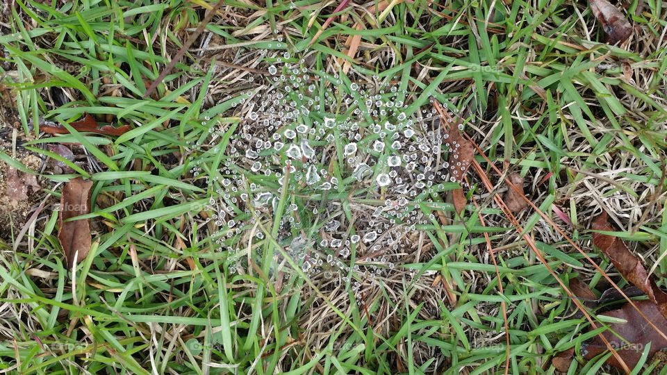 Spiderweb water-catcher. dew on a spiderweb caught my eye...it looks like tiny diamonds.