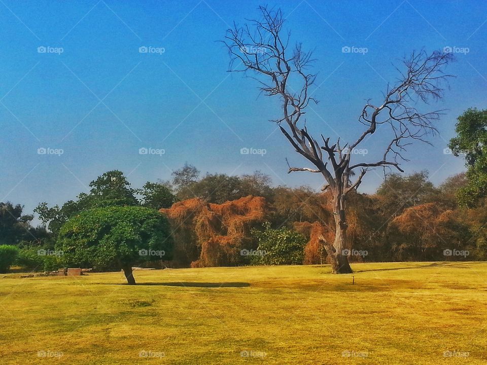Bare tree in the middle of park.