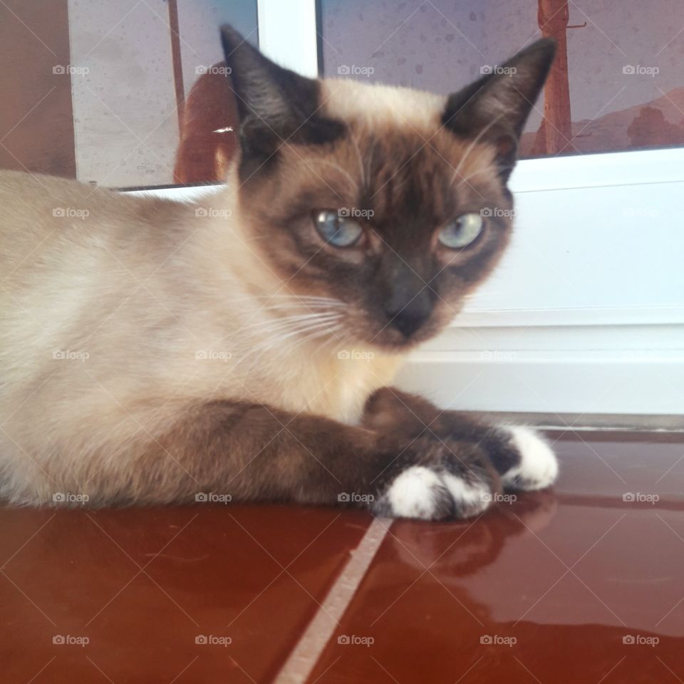 cute kitty seeing camera. siamés cat