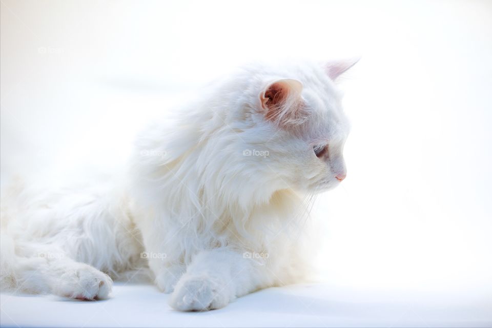 white Norwegian Forest Cat