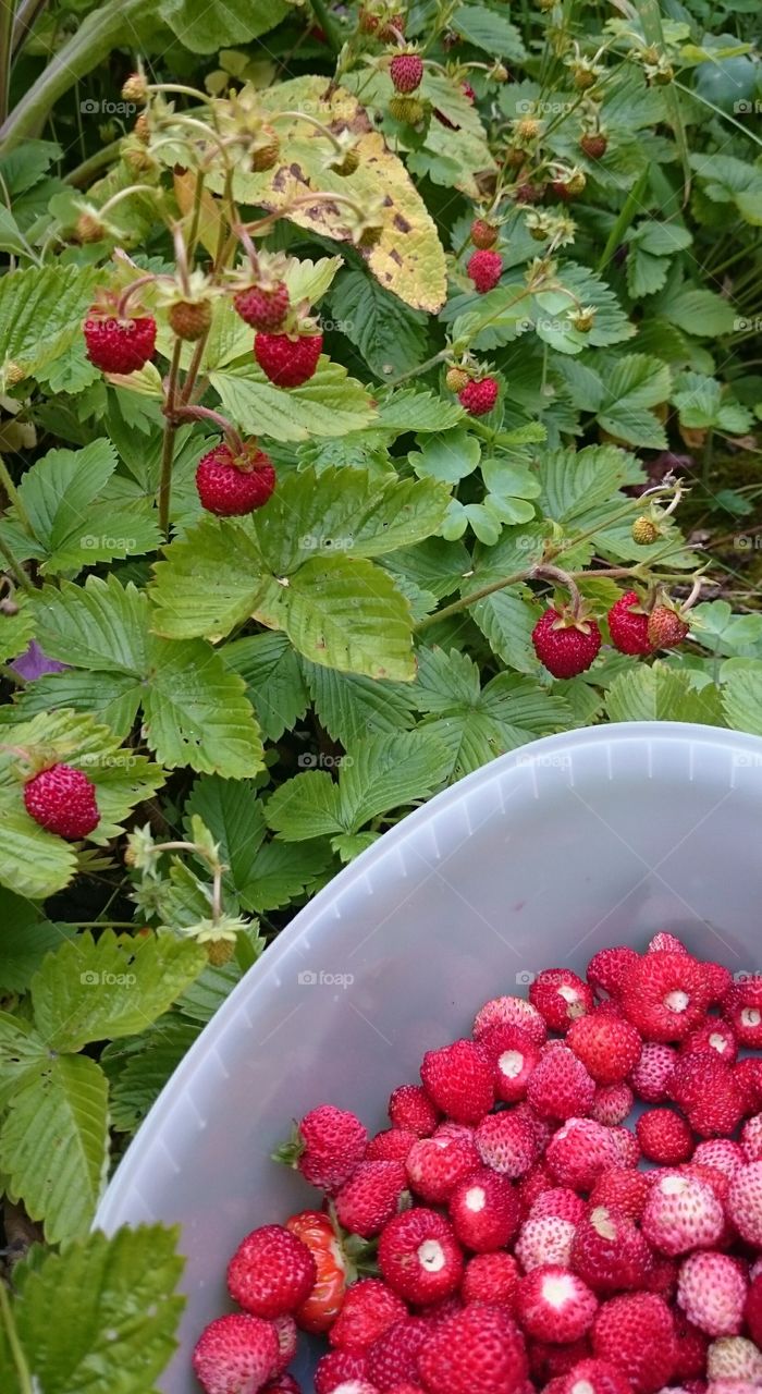 picking wild strawberries . picking wild strawberries 