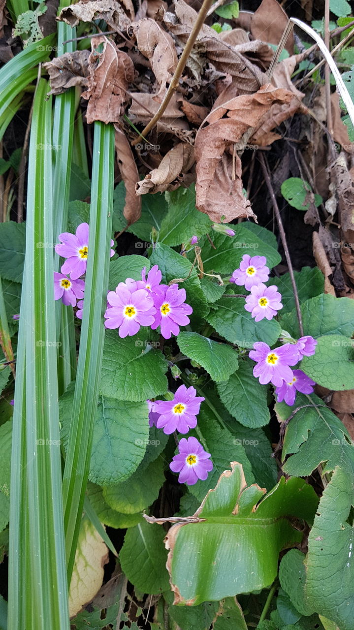 spring flowers