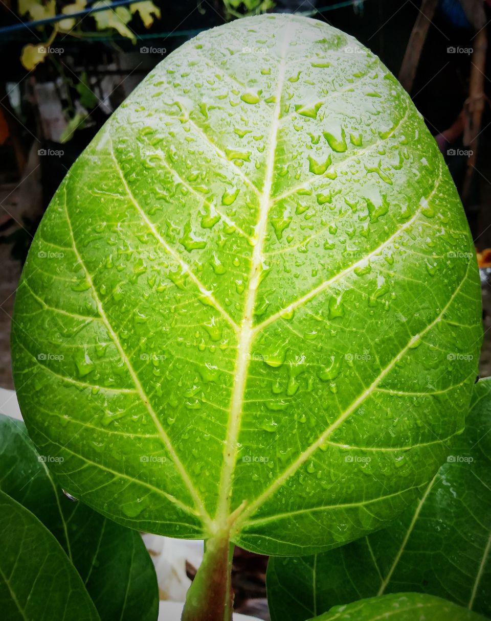 A Very Beautiful Tree Leaf, After Raining.