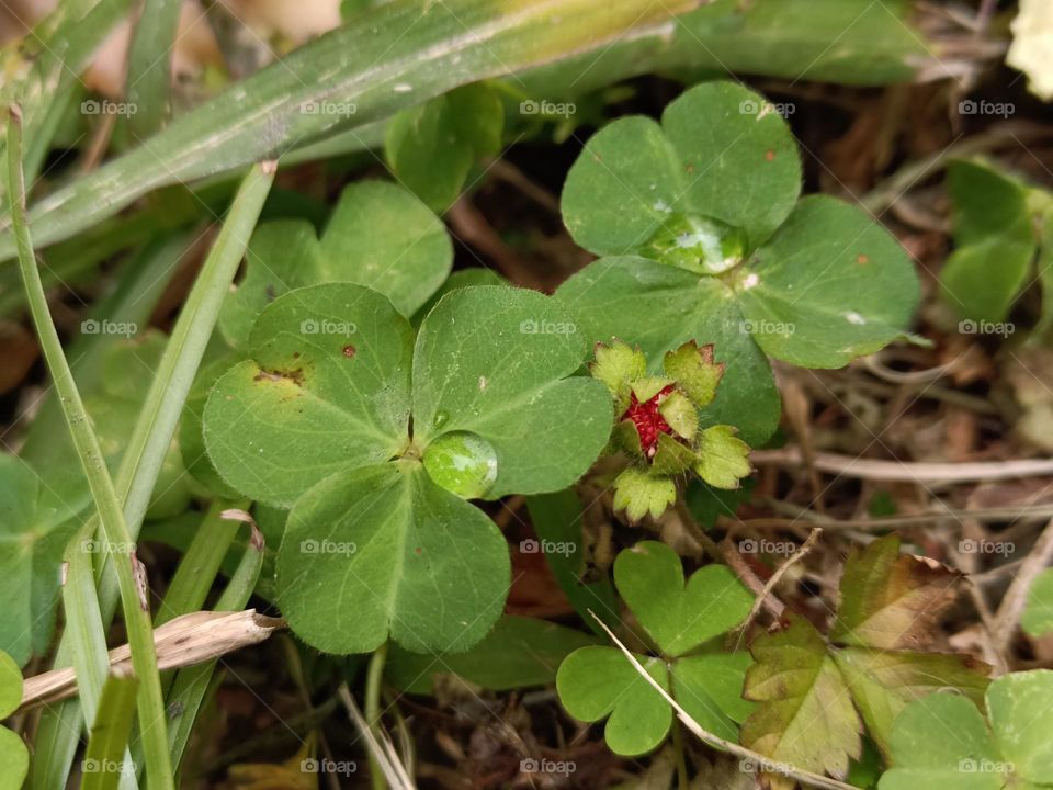 Creeping Oxalis ＆ Potentilla indica