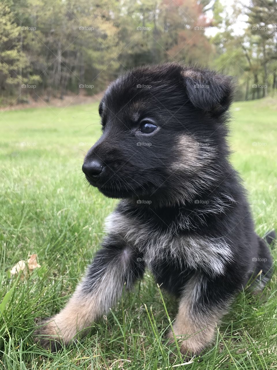 4 week old pup