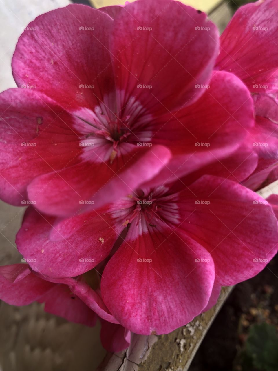 Close-up of fuchsia geranium flowers
