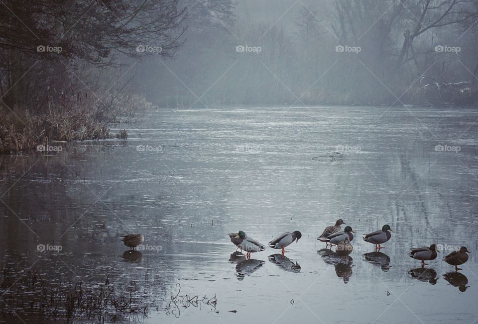 frozen lake with ducks
