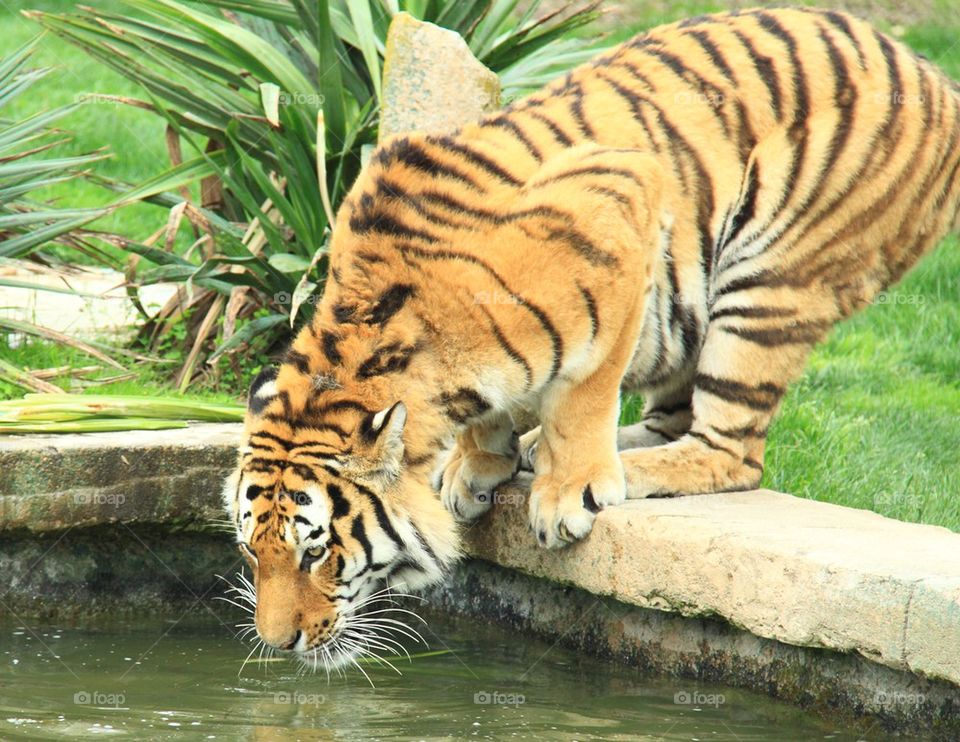 Close-up of tiger drinking water