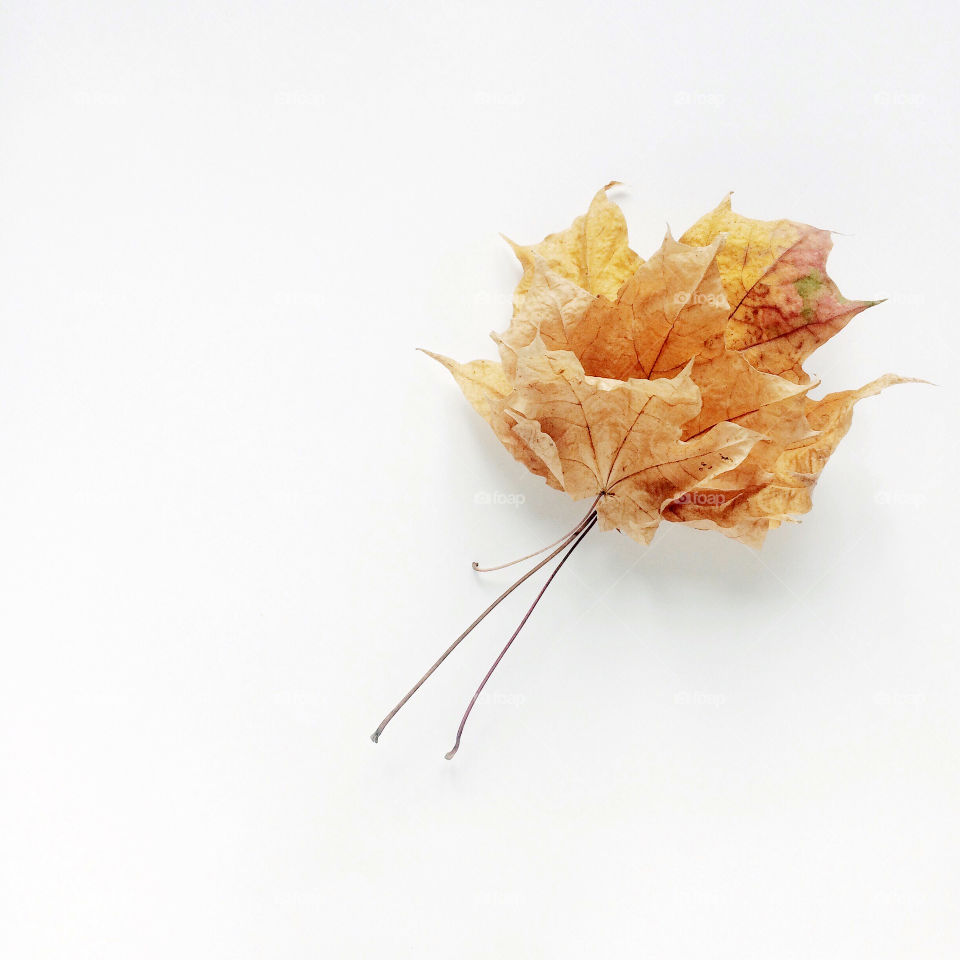 Dry leaves on white background