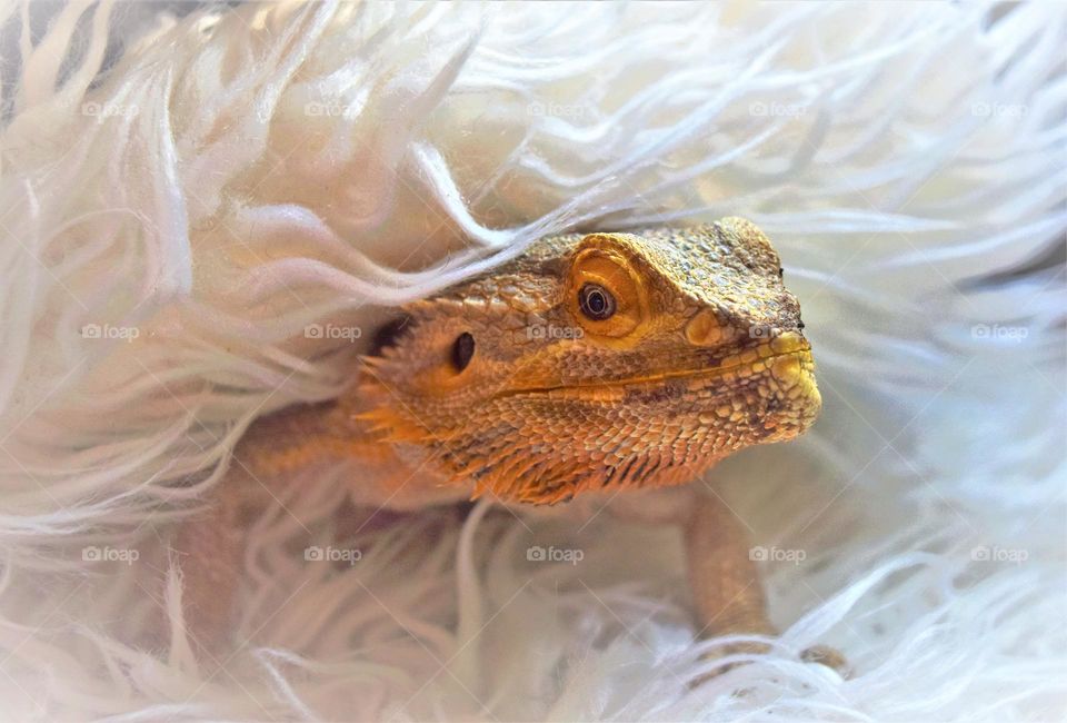 bearded dragon looking fluffy hiding in a white fluffy blanket with his head sticking out