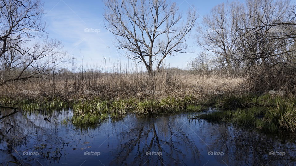 spring river. nature