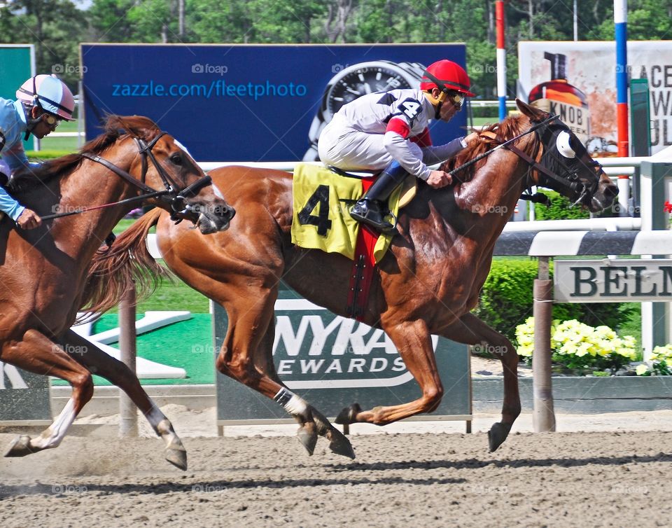 Spango Wins at Belmont. Cornelia Velasquez wins on Spango, a chestnut colt, at beautiful Belmont park. 
Zazzle.com/Fleetphoto 
