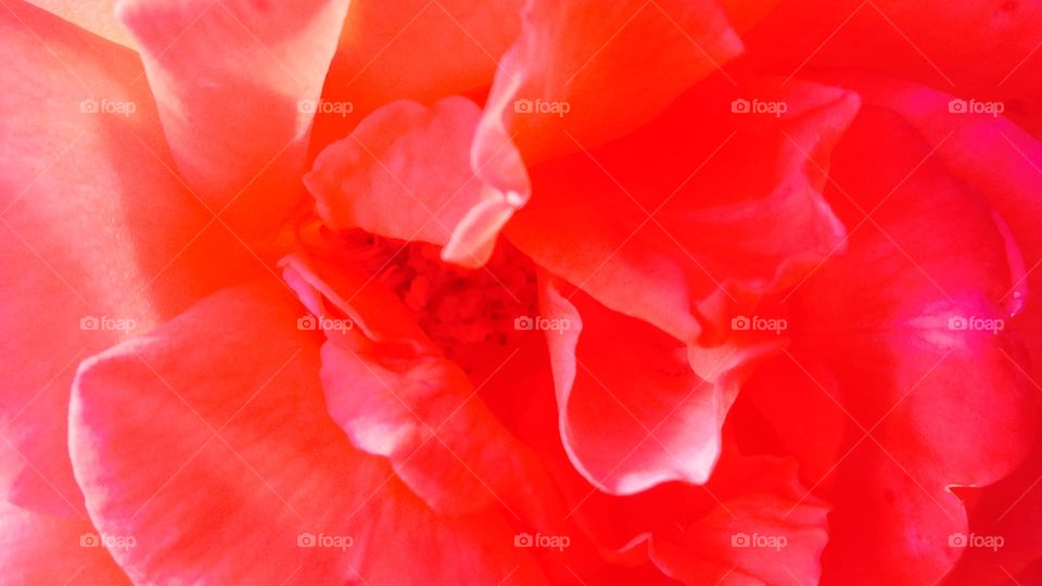 Coral rose. Coral rose in summertime. 