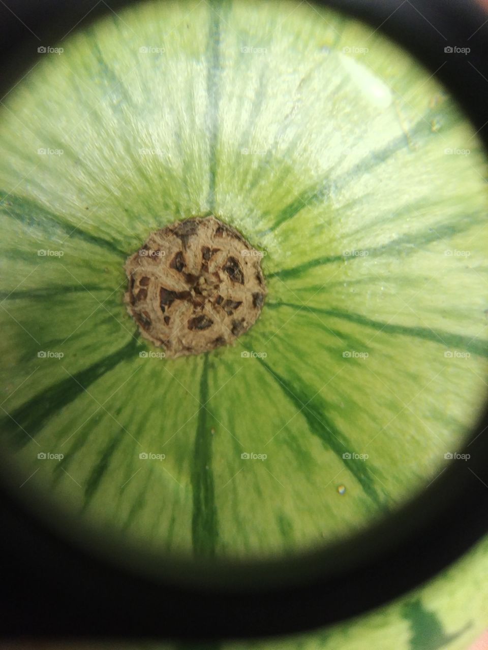obst Gemüse Melone Frucht Sommer grün green