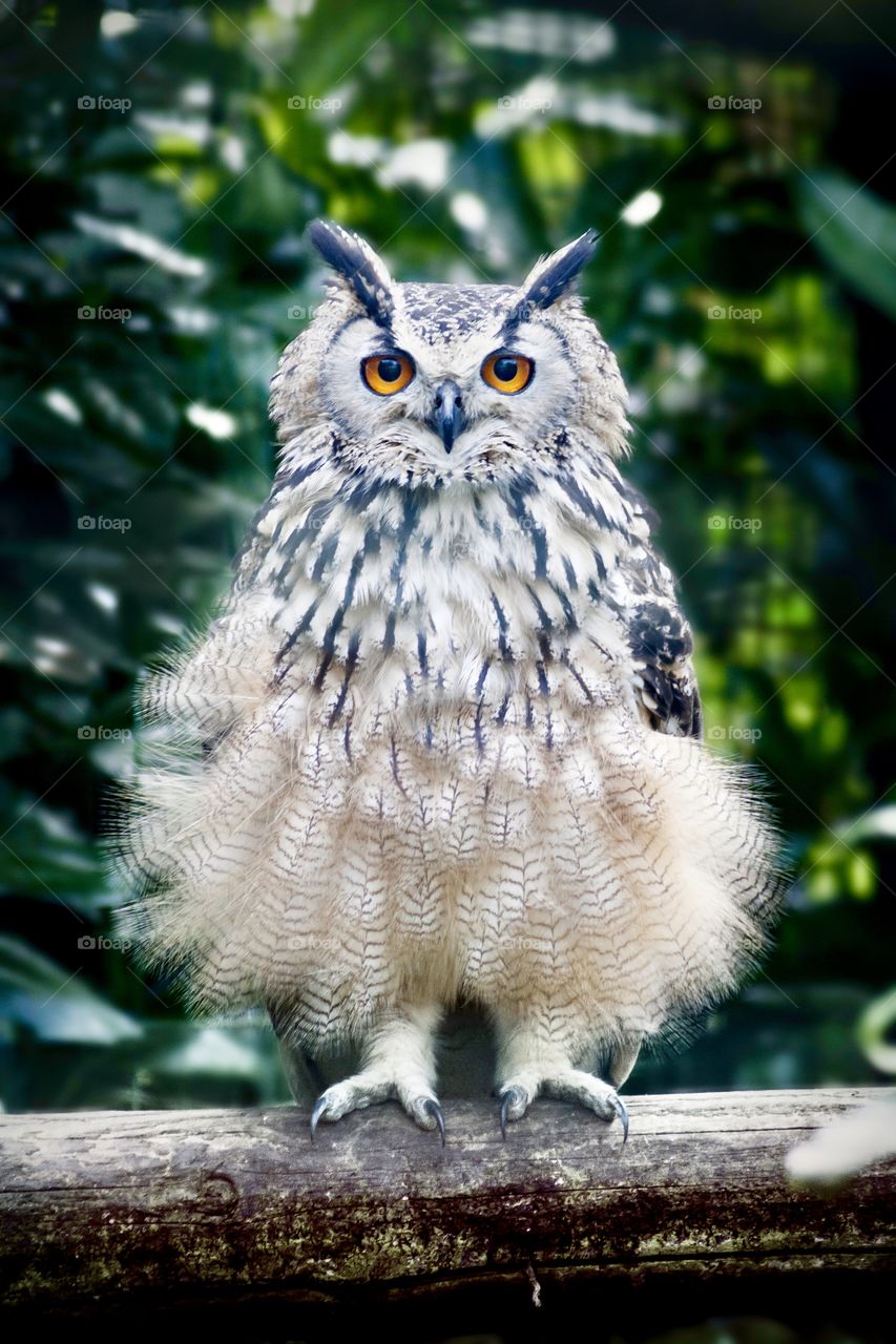 Animal close-up photography. Spotted owl observe the surroundings.  ❤️