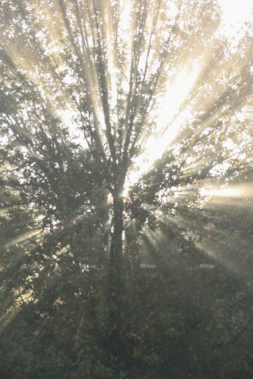 In the middle of a tree with sun rays all around it