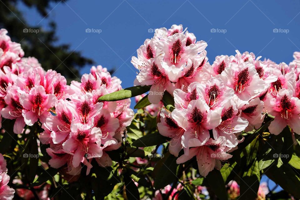 White Pink Rhododendron