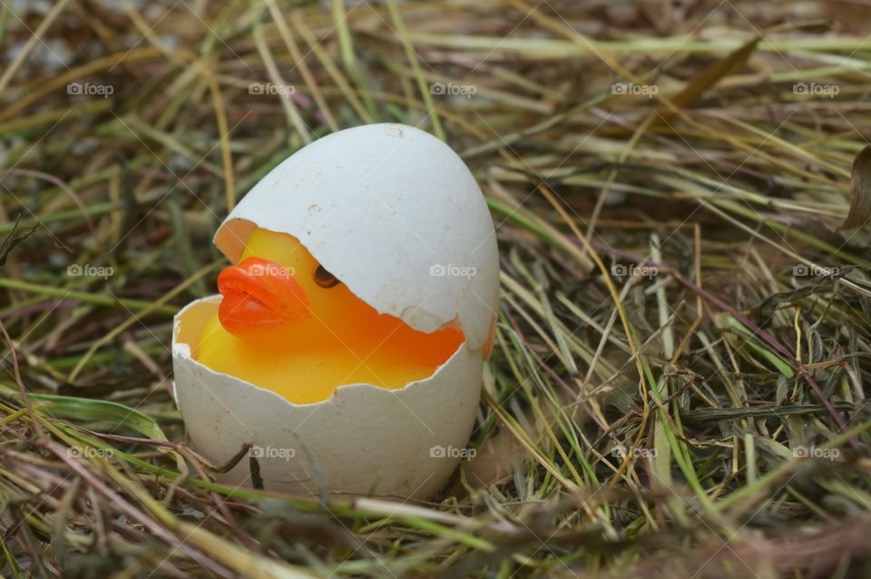 toy duck in real egg shell