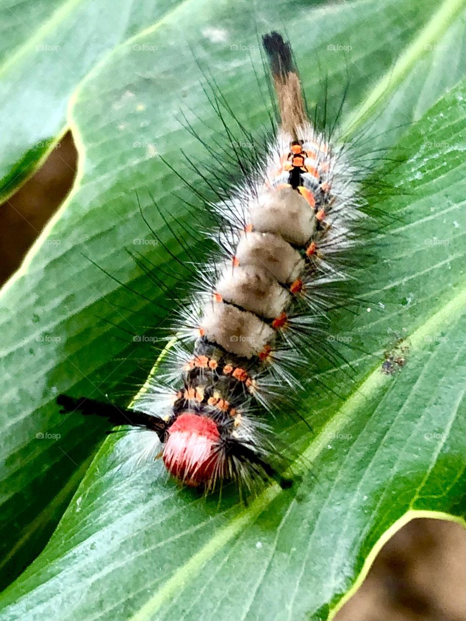 Closeup of one of my furry little friends out here. A caterpillar with so many colors on a green leaf - hope he doesn’t eat it!