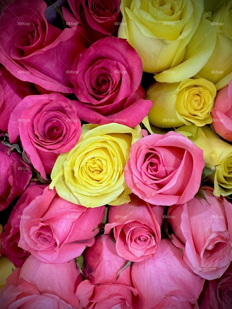 Roses in multiple colors.