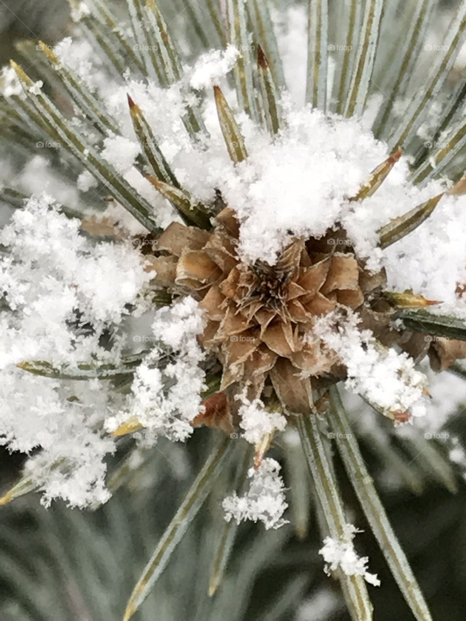 Pine with snow flakes