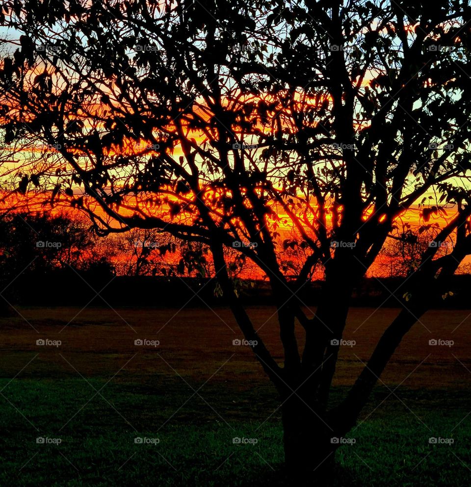 Texas Sky ablaze, through the trees.