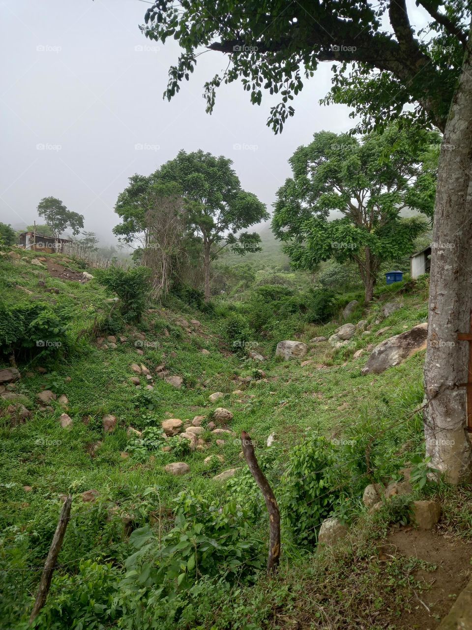 Venezuelan Natural Paradise 🏔🦜