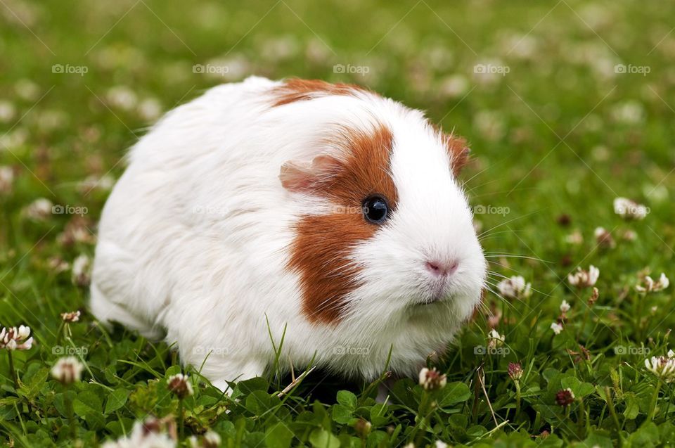 Close-up of rabbit on grass
